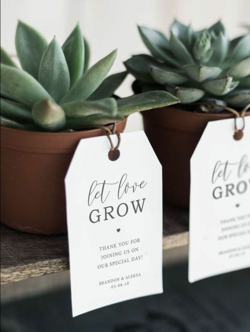 Plante grasse pour faire naitre votre amour chez vos invités Plante grasse pour faire naitre votre amour chez vos invités